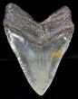 Serrated Megalodon Tooth - North Carolina #18384-2